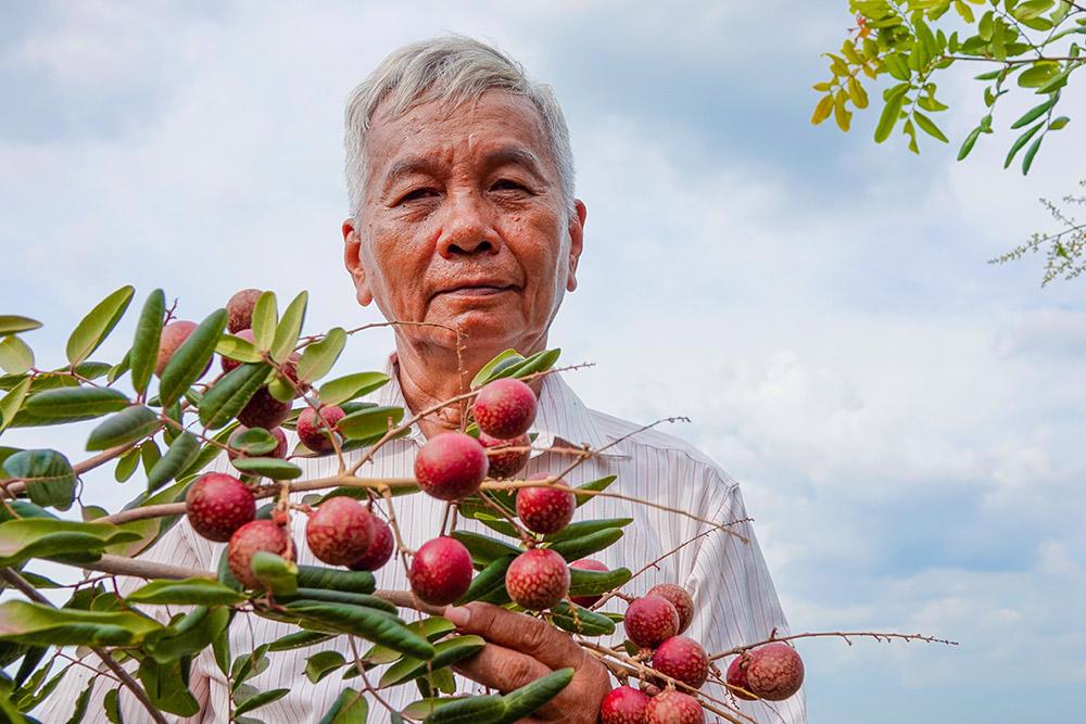 Lão nông sở hữu hai giống nhãn lạ siêu trái, bán 1,5 triệu đồng/nhánh - Ảnh 10.