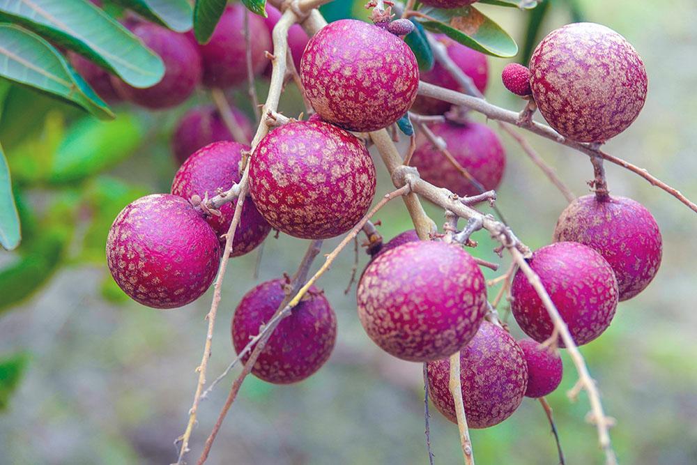 Lão nông sở hữu hai giống nhãn lạ siêu trái, bán 1,5 triệu đồng/nhánh - Ảnh 12.