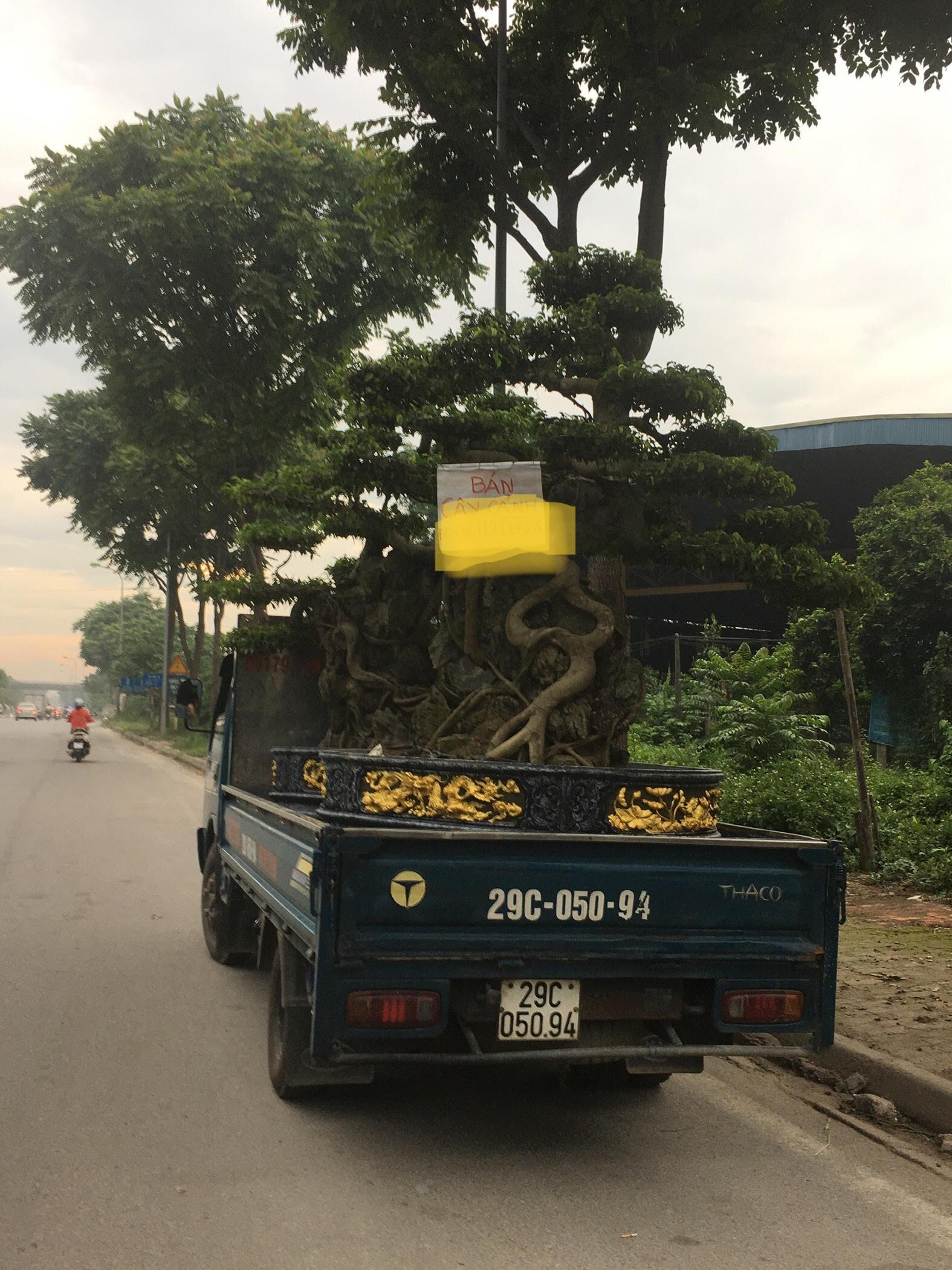 Siêu cây cảnh trăm triệu một thời, nay bán rao vệ đường giá rẻ - Ảnh 1.