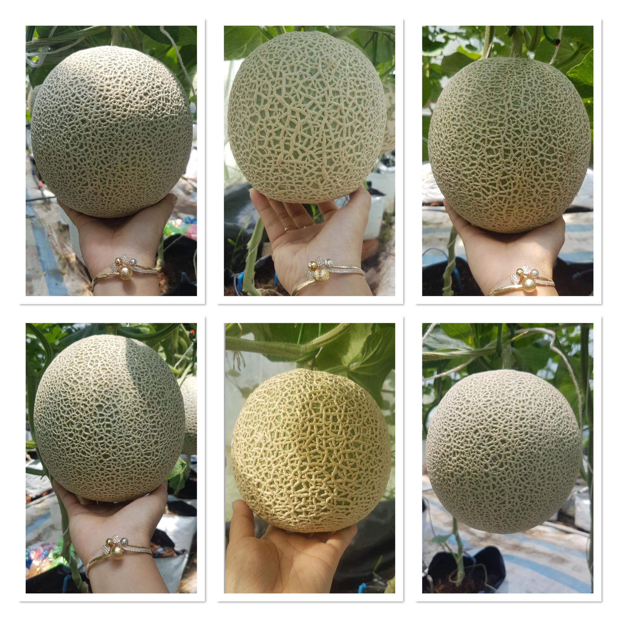 Cách trồng dưa lưới thành công trong khu vườn diện tích nhỏ 30m² - Ảnh 7. Cách trồng dưa lưới thành công trong khu vườn diện tích nhỏ 30m² - Ảnh 7.