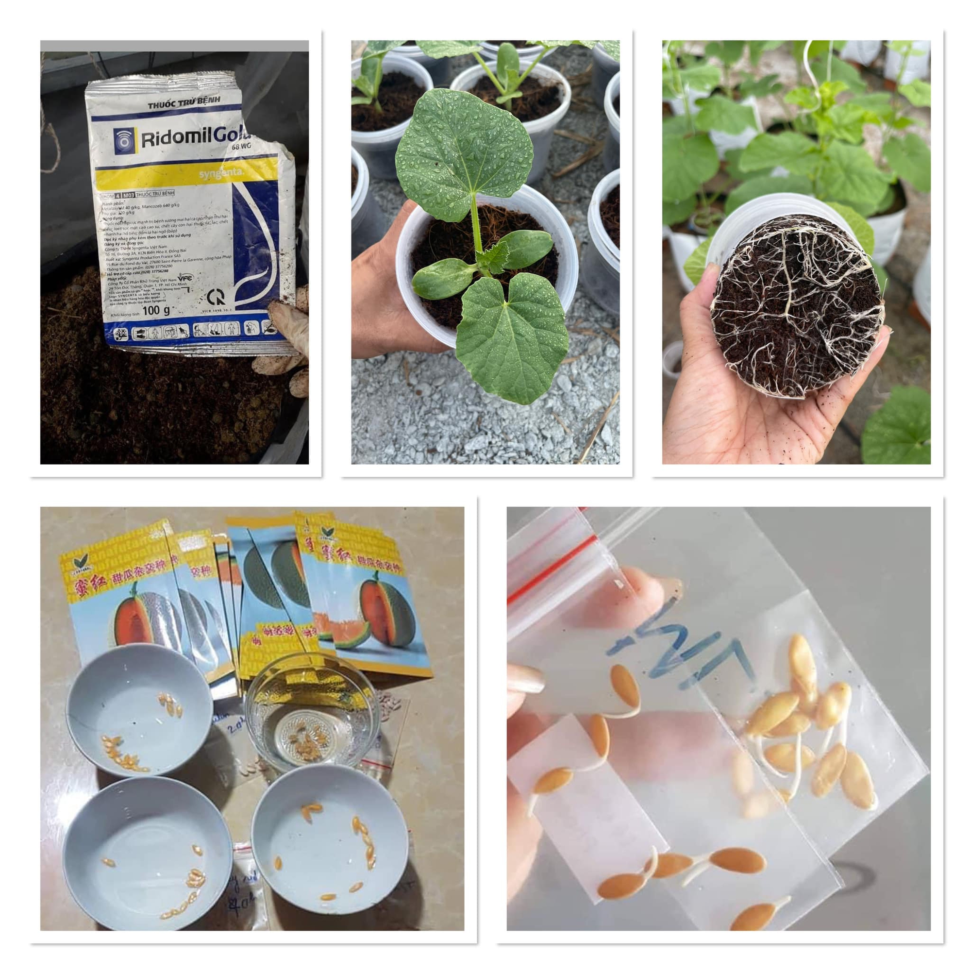 Cách trồng dưa lưới thành công trong khu vườn diện tích nhỏ 30m² - Ảnh 1. Cách trồng dưa lưới thành công trong khu vườn diện tích nhỏ 30m² - Ảnh 1.
