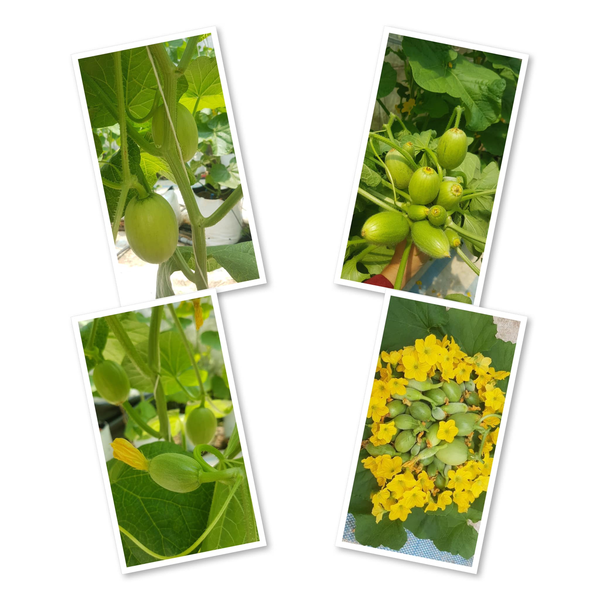 Cách trồng dưa lưới thành công trong khu vườn diện tích nhỏ 30m² - Ảnh 5. Cách trồng dưa lưới thành công trong khu vườn diện tích nhỏ 30m² - Ảnh 5.