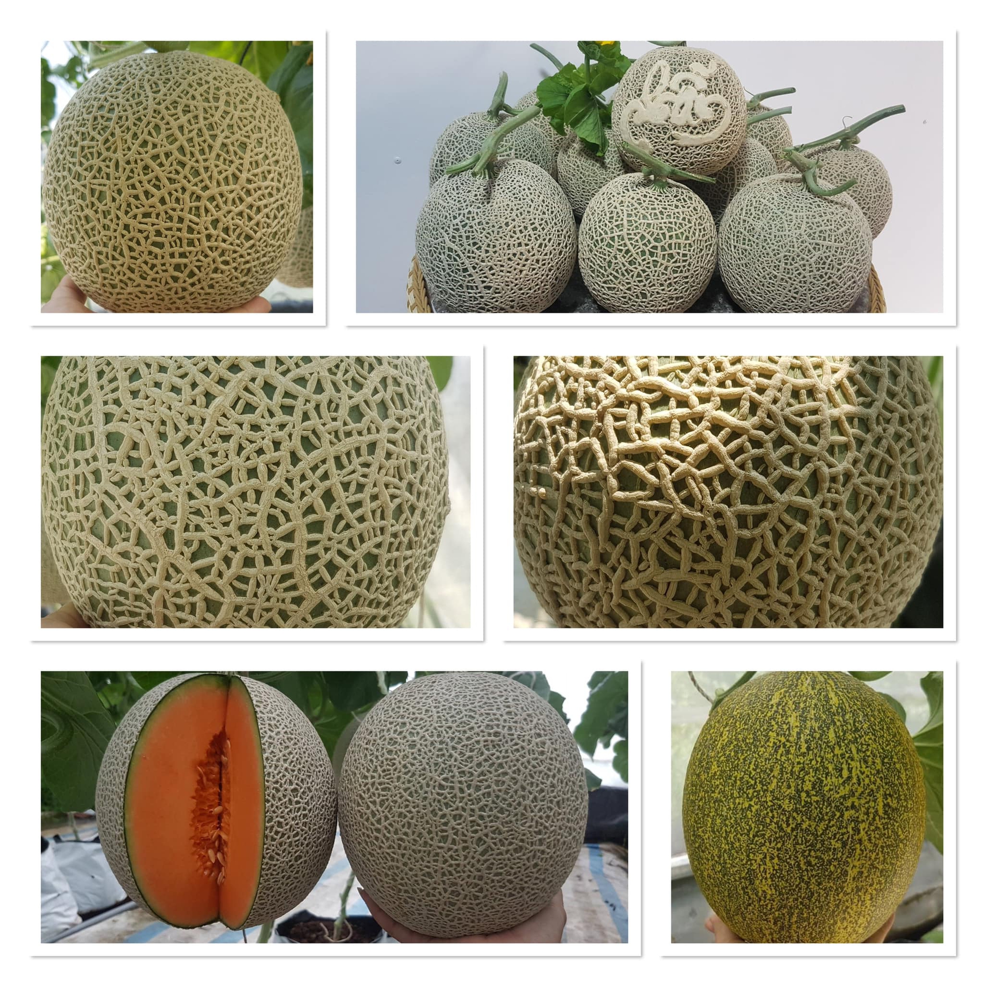 Cách trồng dưa lưới thành công trong khu vườn diện tích nhỏ 30m² - Ảnh 10. Cách trồng dưa lưới thành công trong khu vườn diện tích nhỏ 30m² - Ảnh 10.