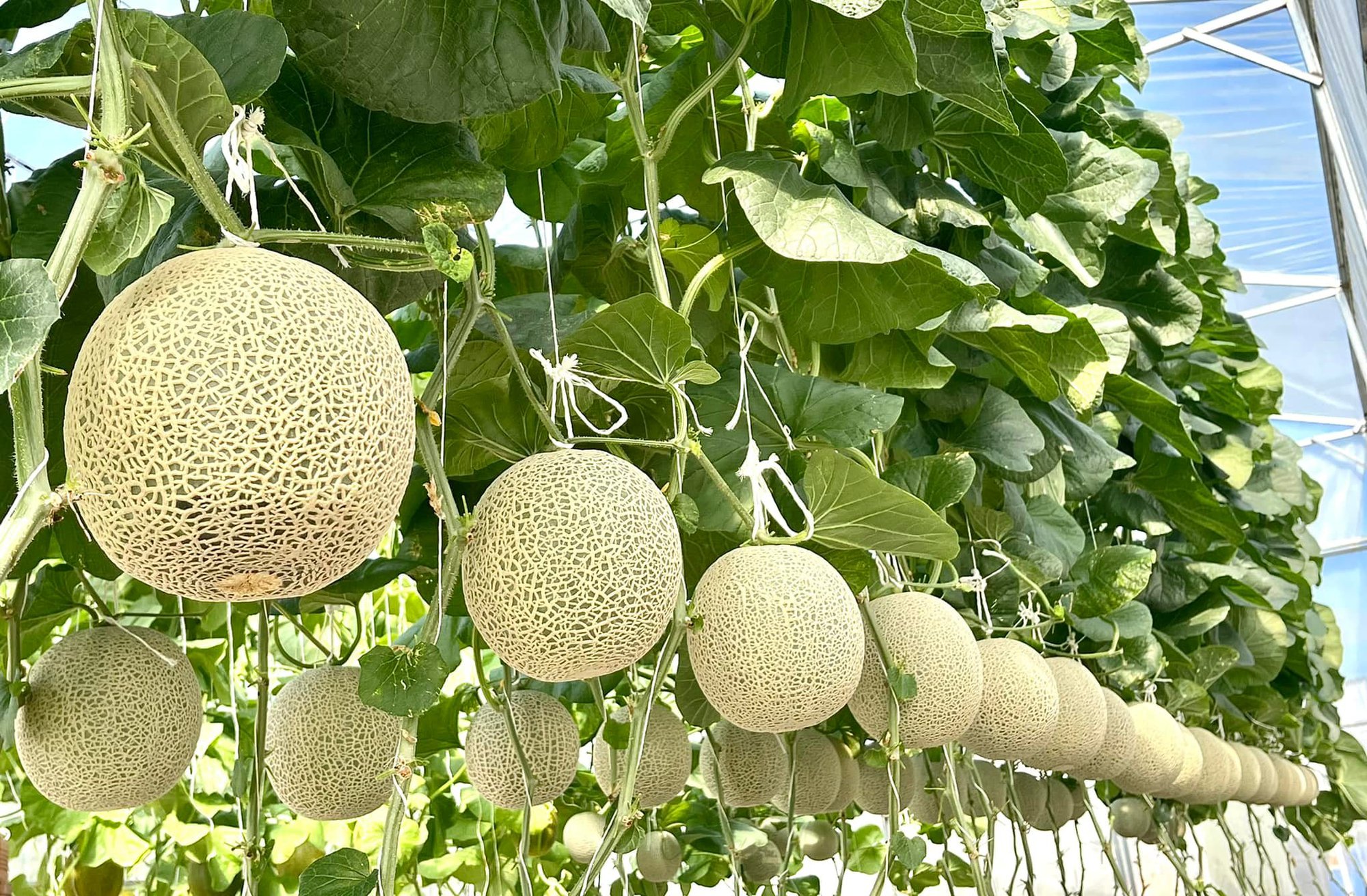 9x Kiên Giang đưa kinh nghiệm trồng dưa lưới cho năng suất cao - Ảnh 3. 9x Kiên Giang đưa kinh nghiệm trồng dưa lưới cho năng suất cao - Ảnh 3.