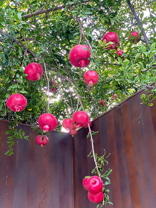 Không chỉ sen, vườn nhà Dương Mỹ Linh ở Mỹ ngập sắc hoa - Ảnh 10.