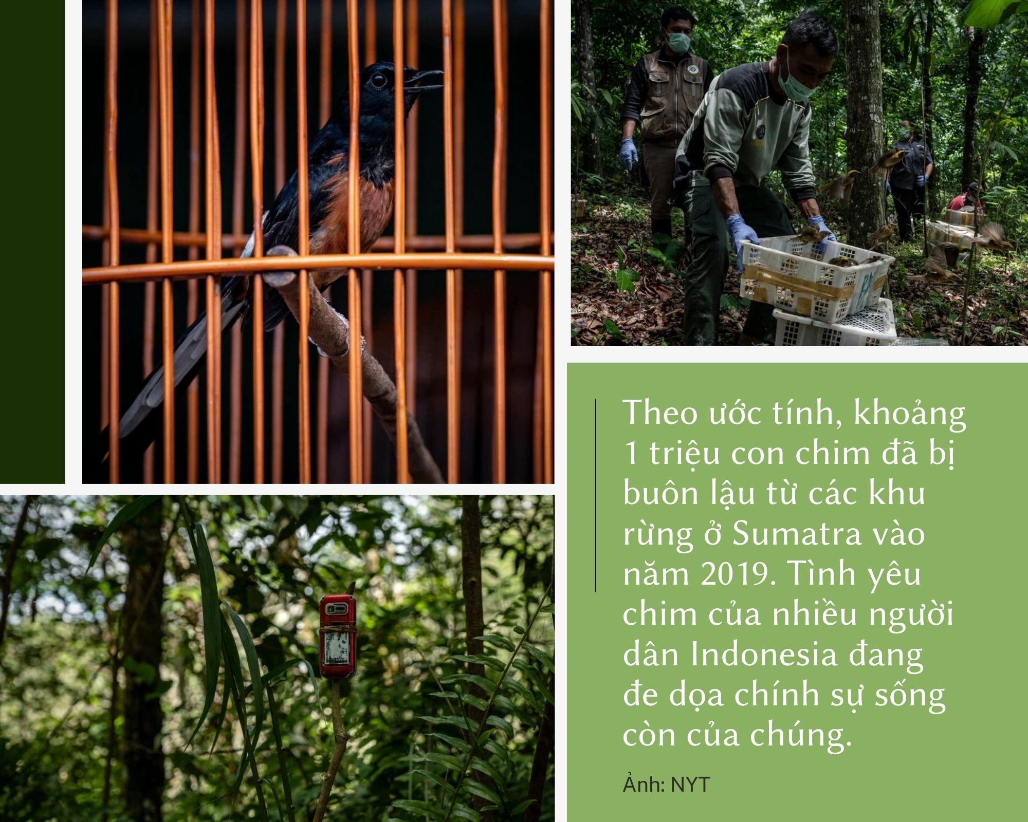 Bùng lên cơn sốt chim cảnh, giống lan đột biến ở Việt Nam - Ảnh 7.