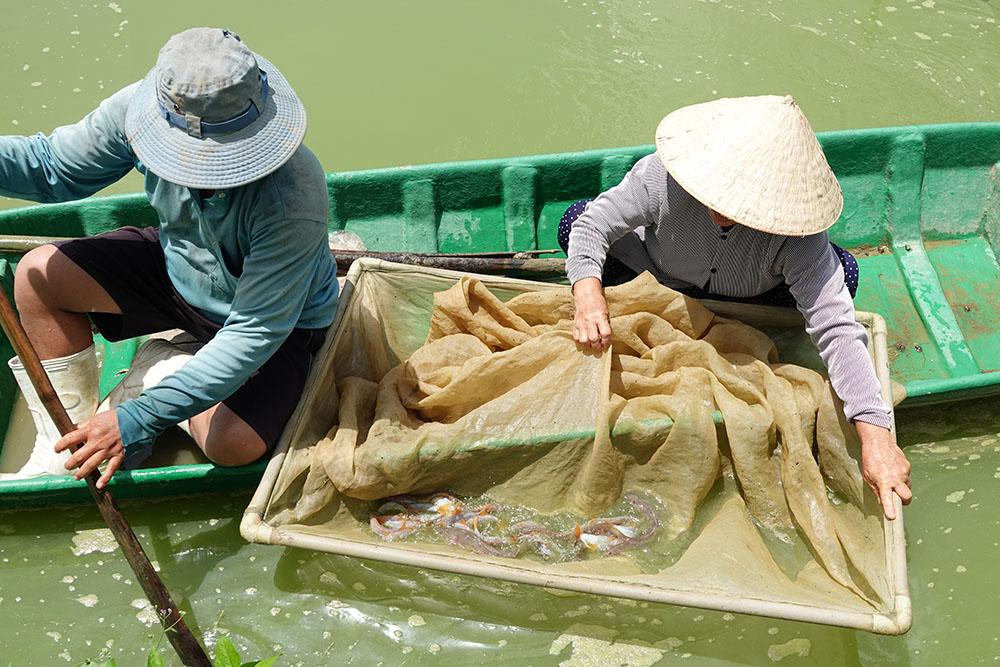 Nuôi loài cá lạ da bóng, đuôi đỏ, tiếng kêu éc éc... thu lãi trăm triệu - Ảnh 4.