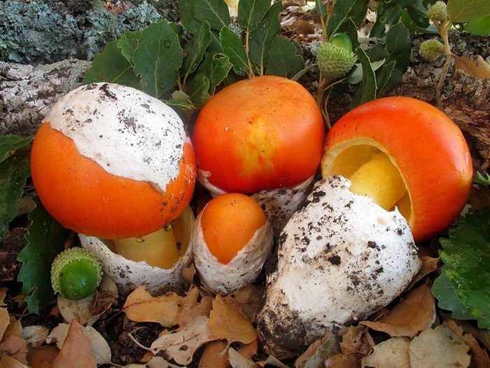 Nhìn hệt quả trứng gà, loại nấm này đang được lùng mua với giá nửa triệu đồng/kg - Ảnh 1.