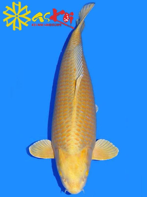 Top 10 loài cá Koi đắt nhất thế giới từng được bán - Ảnh 7.