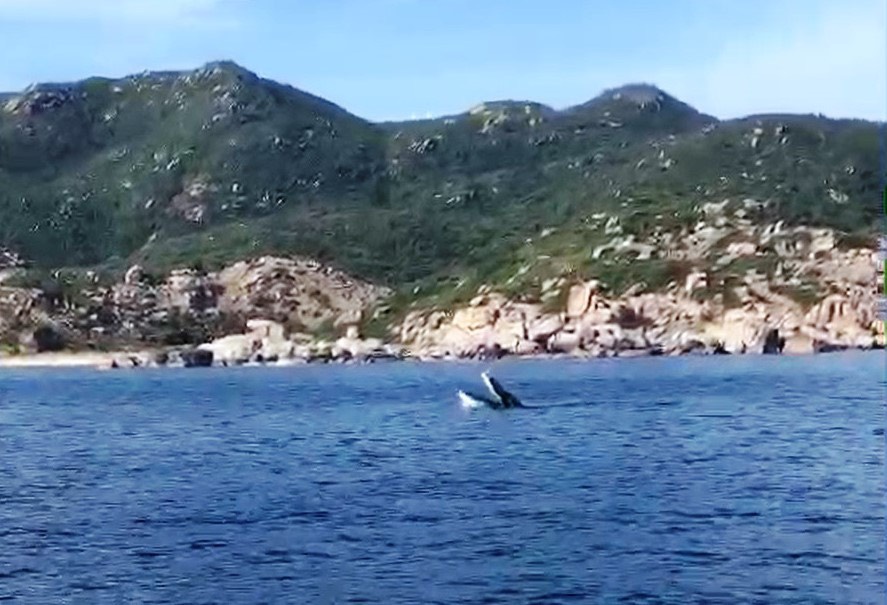 Cá voi xuất hiện trên vịnh Cam Ranh - Ảnh 1.
