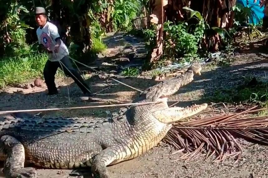 CLIP: Dùng dây thừng bắt sống cá sấu dài 4,3 m ở Indonesia - Ảnh 1.