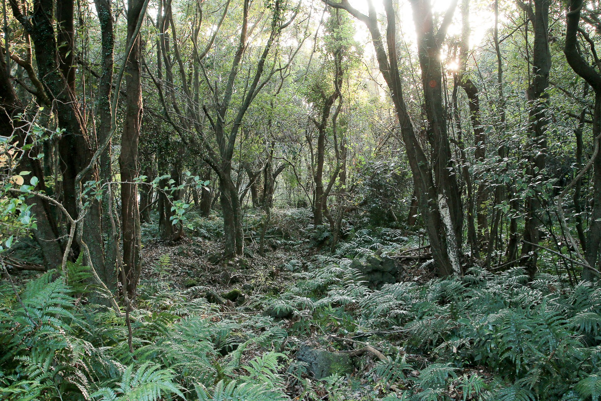 &quot;Lạc vào khu rừng đom đóm&quot; với cảnh tượng kỳ ảo ở xứ sở ánh sáng Gotjawal, Hàn Quốc - Ảnh 5.