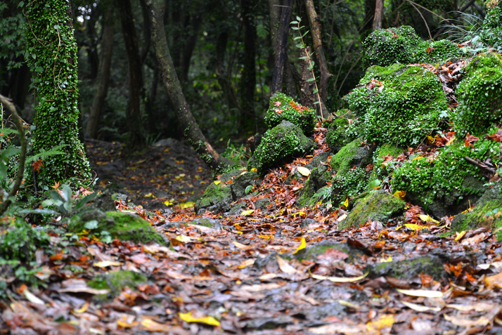 &quot;Lạc vào khu rừng đom đóm&quot; với cảnh tượng kỳ ảo ở xứ sở ánh sáng Gotjawal, Hàn Quốc - Ảnh 4.