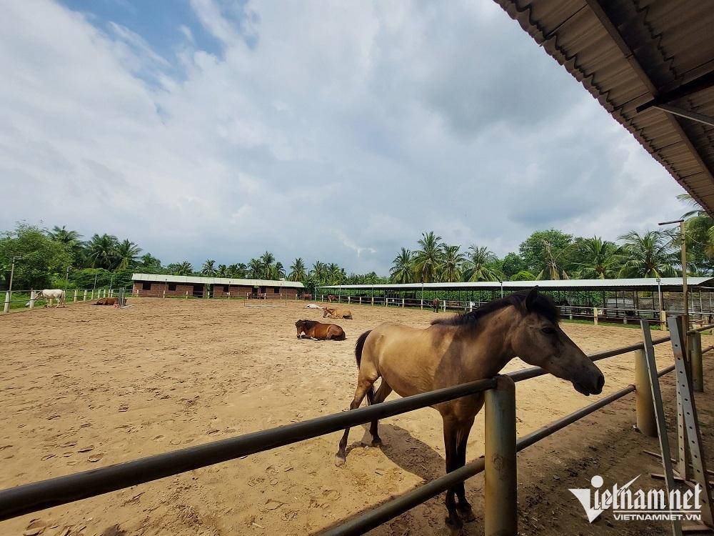 Tập làm 'quý tộc': Trăm triệu mua ngựa, tháng gần chục triệu nuôi, tập 1 buổi mất cả triệu - Ảnh 3.