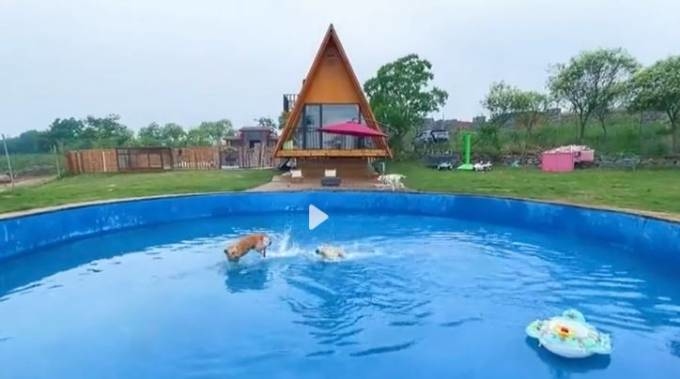 Người đàn ông chi 51.000 USD xây biệt thự mini cho đàn chó cưng - Ảnh 2.