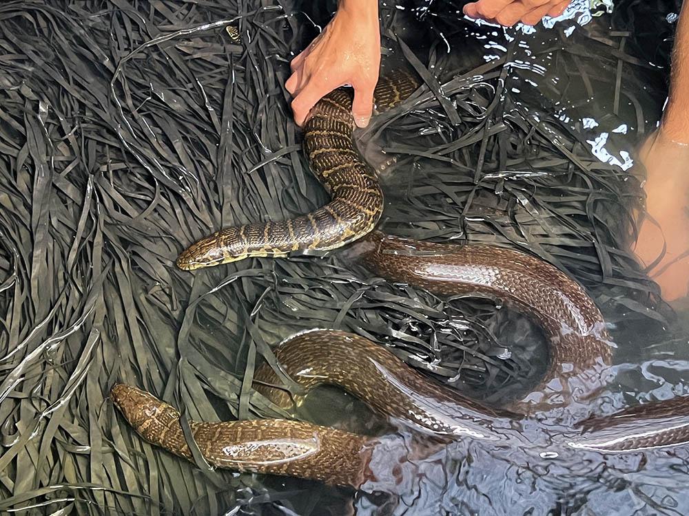 1.000 con rắn quấn nhau trong bể xi măng: Cảnh đáng sợ vườn nhà anh thợ hồ miền Tây - Ảnh 11.
