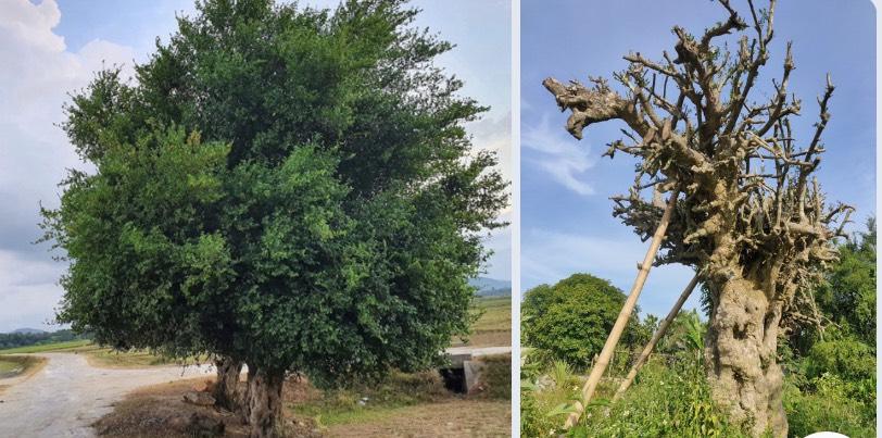 Đào trộm cây duối hơn 100 tuổi, thuê xe cẩu chở từ Hà Tĩnh ra Hòa Bình - Ảnh 2.