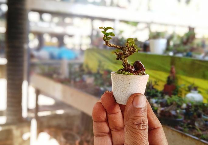 Bộ sưu tập bonsai lạ đình đám ở Việt Nam đặc biệt cỡ nào? - Ảnh 9.