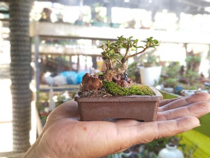 Bộ sưu tập bonsai lạ đình đám ở Việt Nam đặc biệt cỡ nào? - Ảnh 8.
