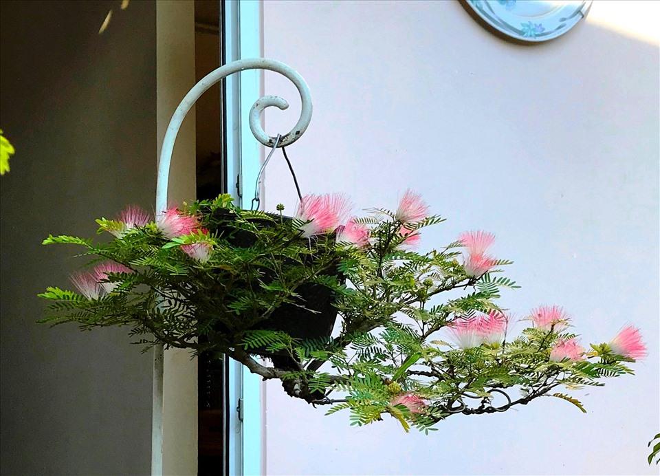 Bộ sưu tập bonsai lạ đình đám ở Việt Nam đặc biệt cỡ nào? - Ảnh 4.