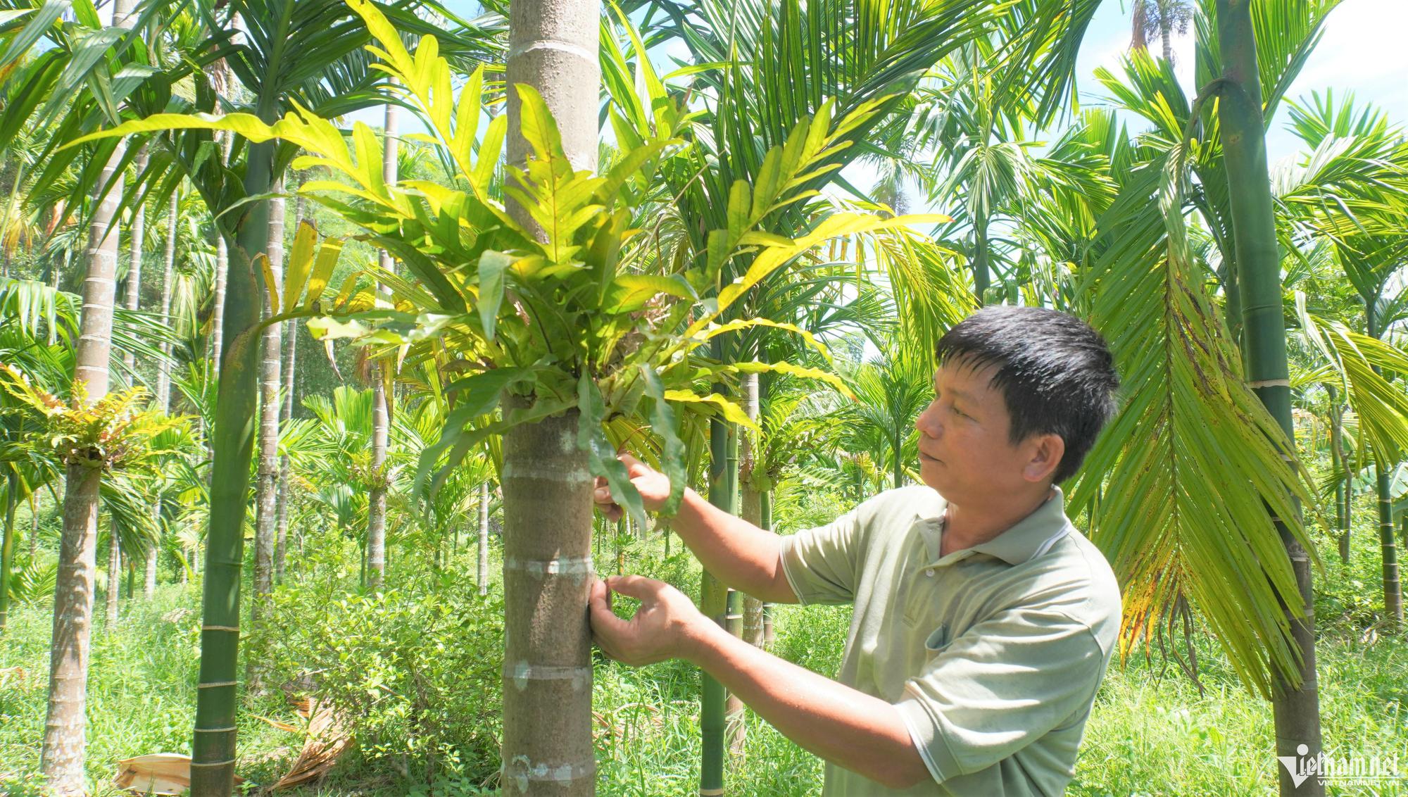 Trồng cau bán từ mo đến quả, người đàn ông Mường thu tiền tỷ mỗi năm - Ảnh 8.