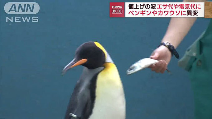 Chim cánh cụt bỏ ăn vì bị thủy cung đổi cá rẻ tiền hơn - Ảnh 2.