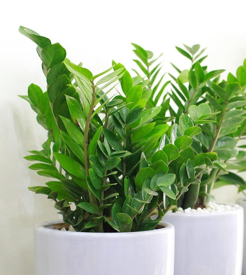 5 cây cảnh nên trồng tại nhà để tài lộc dồi dào, tiền nhiều như thác lũ - Ảnh 1. 5 cây cảnh nên trồng tại nhà để tài lộc dồi dào, tiền nhiều như thác lũ - Ảnh 1.