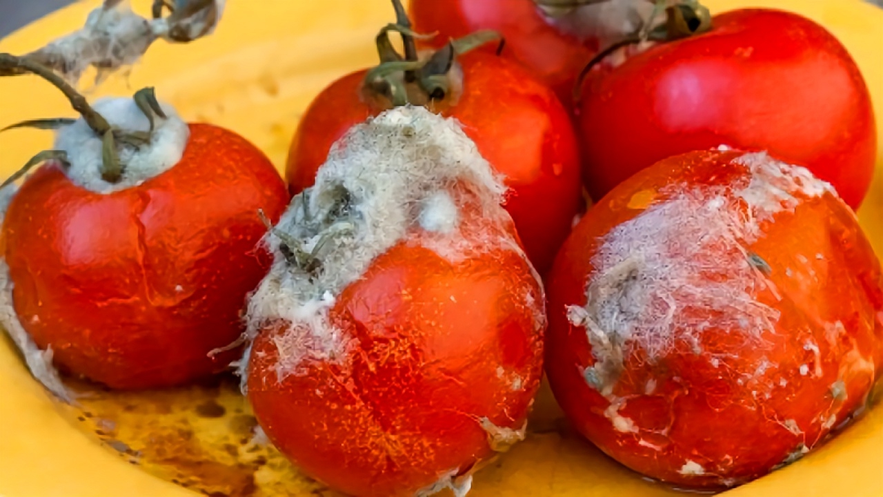 4 cách ăn cà chua dễ ngộ độc, âm thầm gây bệnh ung thư nhưng ai trong chúng ta cũng từng mắc 1 lần - Ảnh 2.