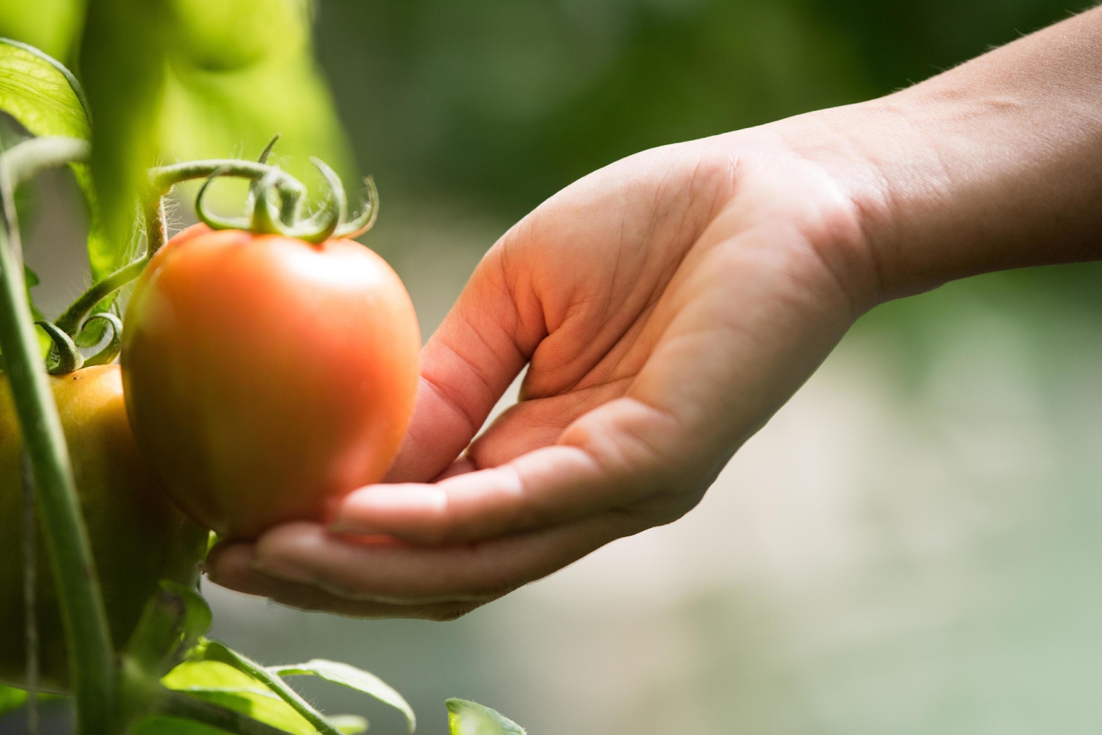 4 cách ăn cà chua dễ ngộ độc, âm thầm gây bệnh ung thư nhưng ai trong chúng ta cũng từng mắc 1 lần - Ảnh 3.