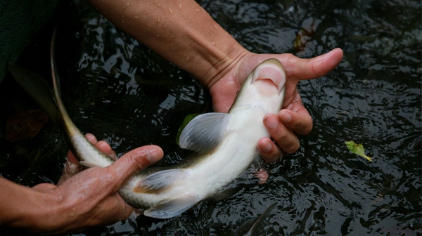 Việt Nam sở hữu loài cá chỉ 2 quốc gia có, vô cùng đắt đỏ - Ảnh 3.