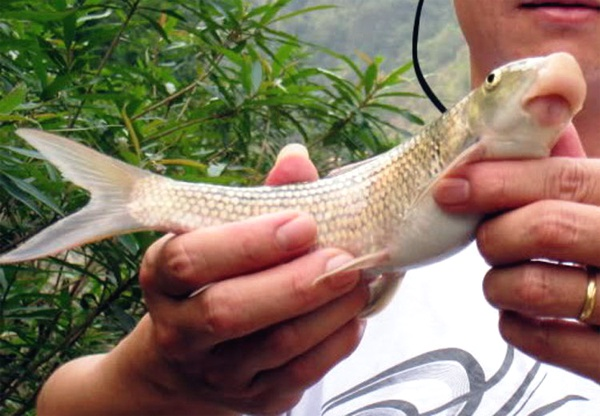 Việt Nam sở hữu loài cá chỉ 2 quốc gia có, vô cùng đắt đỏ - Ảnh 7.