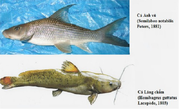Việt Nam sở hữu loài cá chỉ 2 quốc gia có, vô cùng đắt đỏ - Ảnh 4.
