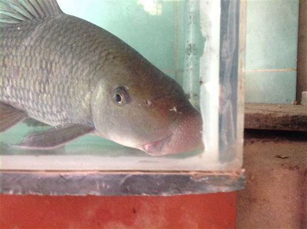 Việt Nam sở hữu loài cá chỉ 2 quốc gia có, vô cùng đắt đỏ - Ảnh 9.