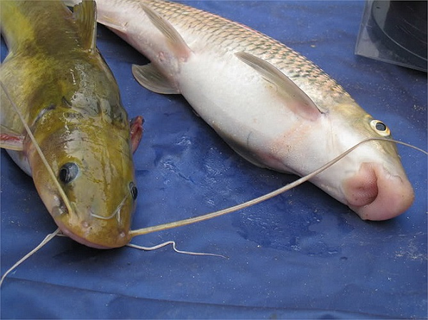 Việt Nam sở hữu loài cá chỉ 2 quốc gia có, vô cùng đắt đỏ - Ảnh 10.