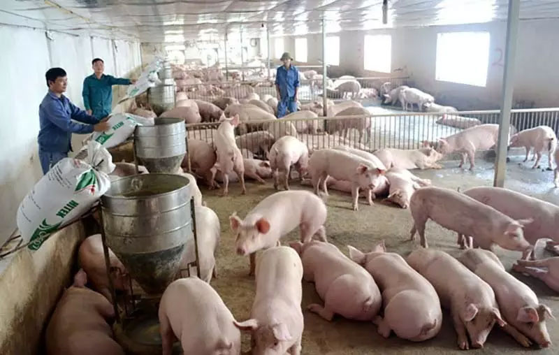 Thịt lợn hơi tăng mạnh, vượt 70.000 đồng/kg - Ảnh 1.