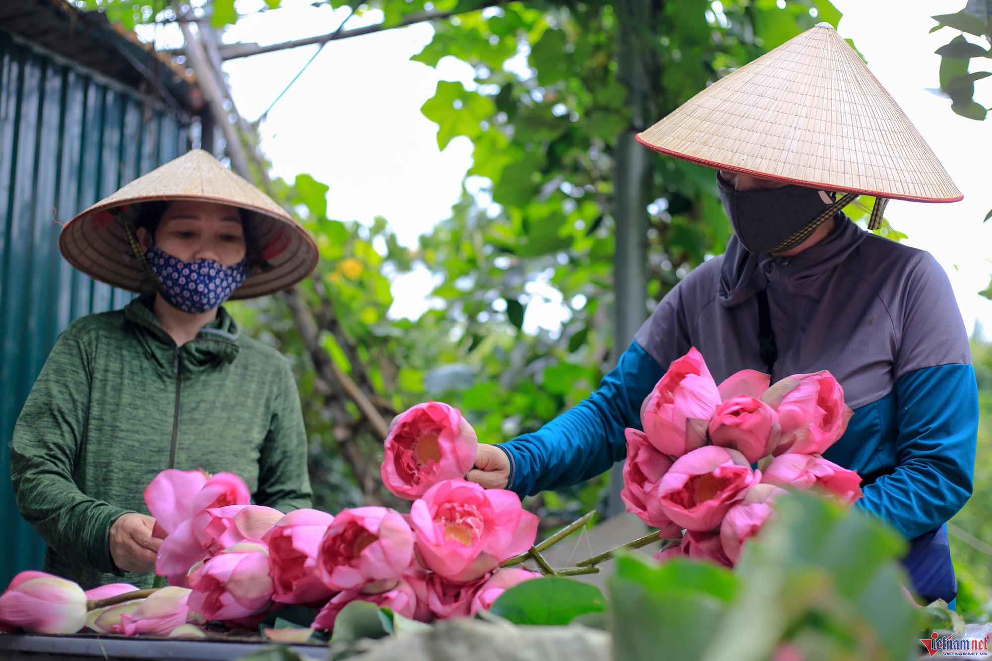 Tháng cao điểm thu tiền: Ngày hái 2.000 bông, chủ đầm sen hồ Tây bỏ túi chục triệu - Ảnh 6.