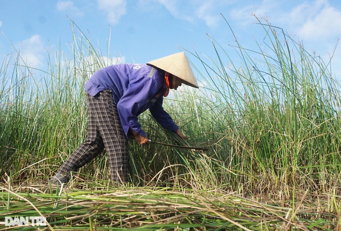 Đội nắng mót gon, nông dân ven đô thu nửa triệu đồng mỗi ngày