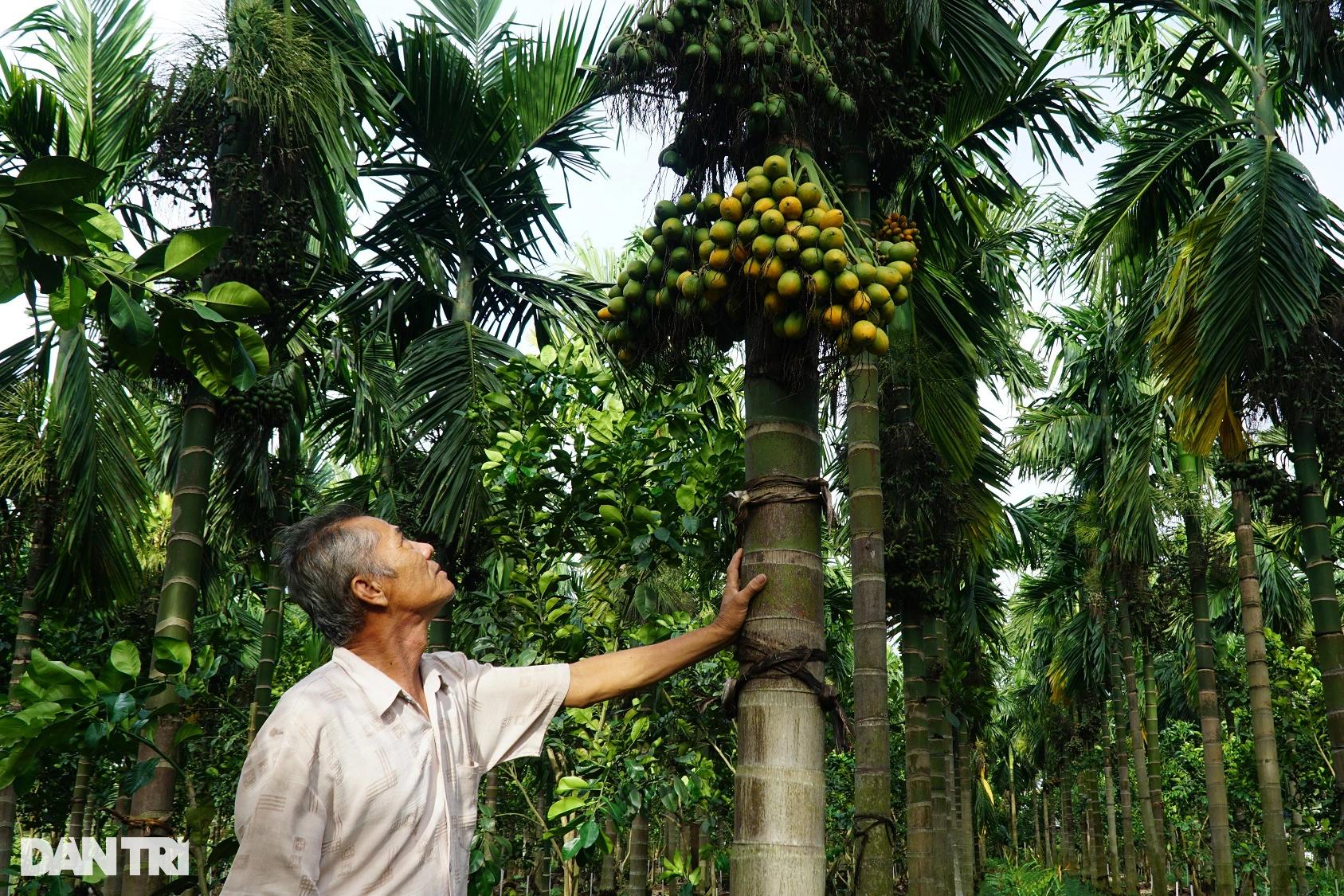 Vườn cau đẹp như tranh, thu lãi tiền tỷ của lão nông miền Tây - Ảnh 3.