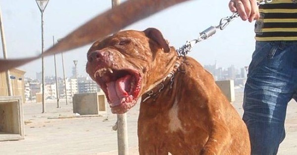 Qua nhà bà nội chơi, bé trai 8 tuổi bị chó Pitbull cắn tử vong