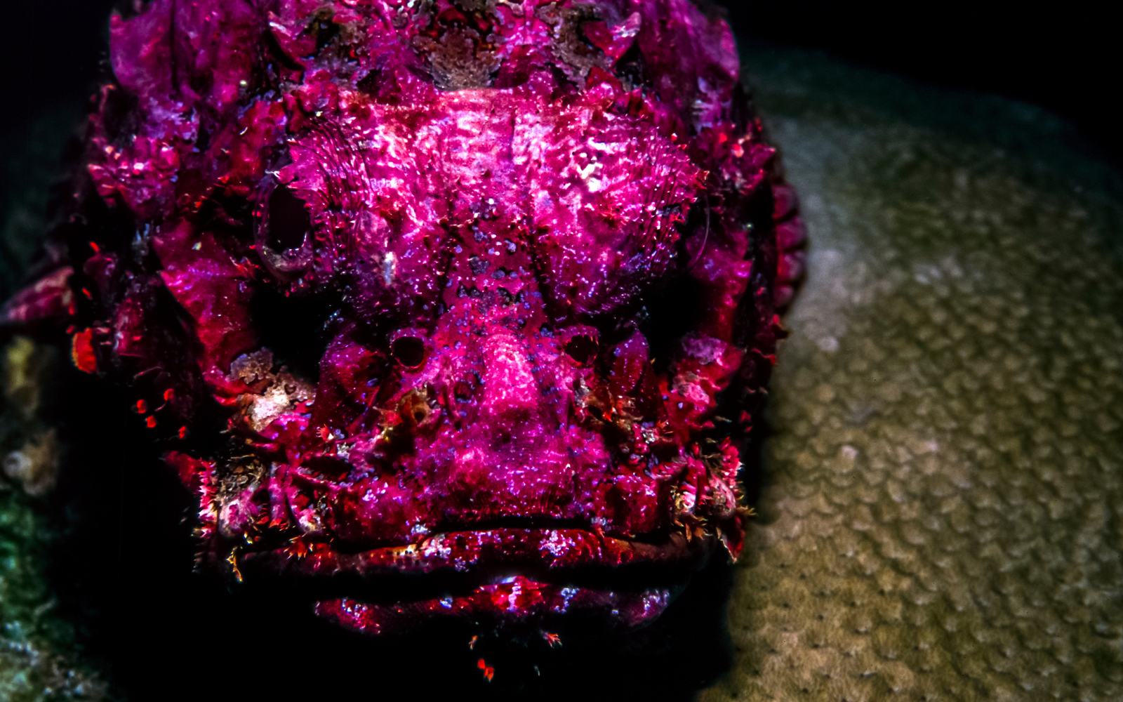 Cá mặt quỷ - Tinh túy từ đại dương có vẻ ngoài thô kệch nhưng không che lấp nổi vị thịt ngọt thơm bên trong - Ảnh 1.