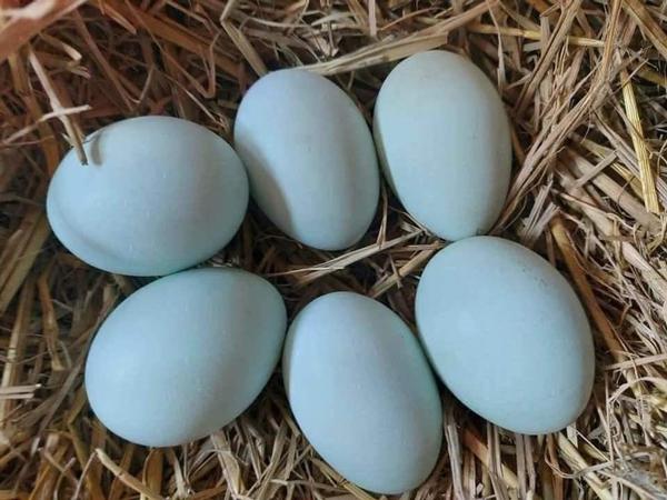 Loại trứng gà có màu lạ, giá lại rẻ, dân buôn bán cả nghìn quả mỗi ngày - Ảnh 2.