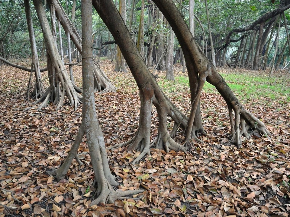 Cây đa khổng lồ tán lan rộng như một khu rừng, bước vào bên trong càng thêm sững sờ trước sự kỳ diệu của thiên nhiên - Ảnh 7.