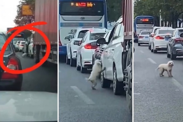 Cảnh sát truy tìm tài xế bỏ rơi thú cưng giữa đường gây tắc nghẽn giao thông - Ảnh 1.