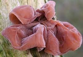 Đau bụng, buồn nôn, đi ngoài, có thể hôn mê vì dùng mộc nhĩ theo 3 cách sai lầm này - Ảnh 1. Đau bụng, buồn nôn, đi ngoài, có thể hôn mê vì dùng mộc nhĩ theo 3 cách sai lầm này - Ảnh 1.