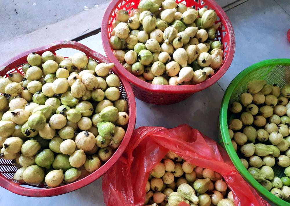 Ổi mỡ thơm lừng, bà nội trợ chiều chồng đặt mua về ngâm rượu - Ảnh 1. Ổi mỡ thơm lừng, bà nội trợ chiều chồng đặt mua về ngâm rượu - Ảnh 1.