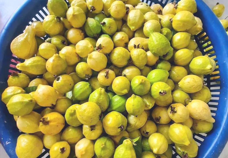 Ổi mỡ thơm lừng, bà nội trợ chiều chồng đặt mua về ngâm rượu - Ảnh 4. Ổi mỡ thơm lừng, bà nội trợ chiều chồng đặt mua về ngâm rượu - Ảnh 4.