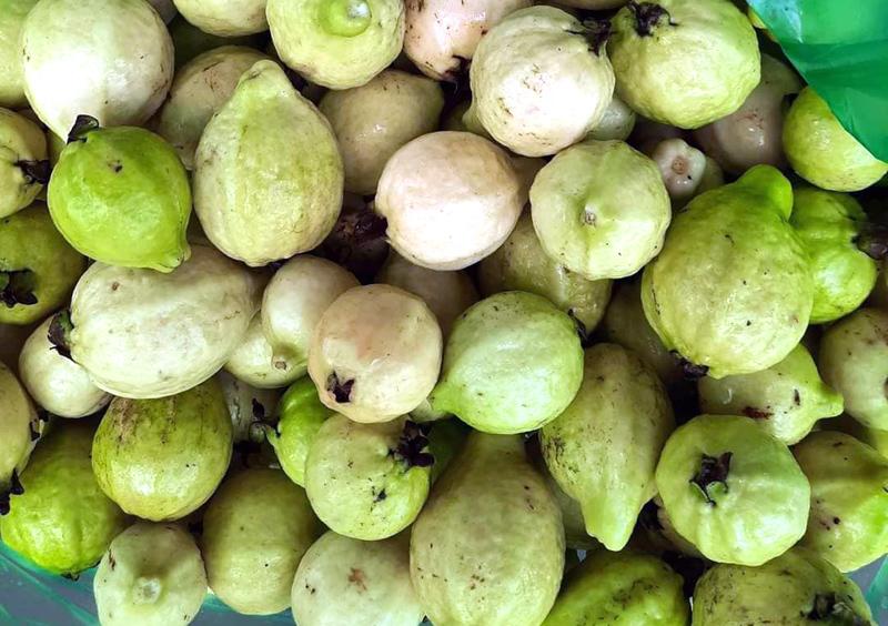 Ổi mỡ thơm lừng, bà nội trợ chiều chồng đặt mua về ngâm rượu - Ảnh 3. Ổi mỡ thơm lừng, bà nội trợ chiều chồng đặt mua về ngâm rượu - Ảnh 3.