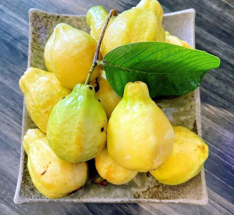 Ổi mỡ thơm lừng, bà nội trợ chiều chồng đặt mua về ngâm rượu - Ảnh 2. Ổi mỡ thơm lừng, bà nội trợ chiều chồng đặt mua về ngâm rượu - Ảnh 2.
