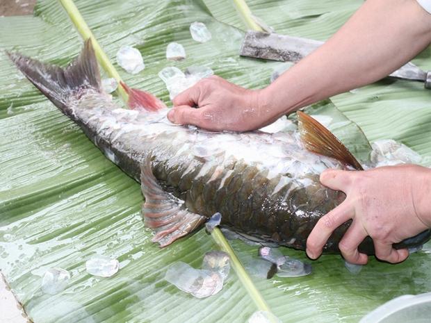 'Cá thần' tiến vua đắt đỏ ở Việt Nam: Thế giới chỉ 3 nước có - Ảnh 2.