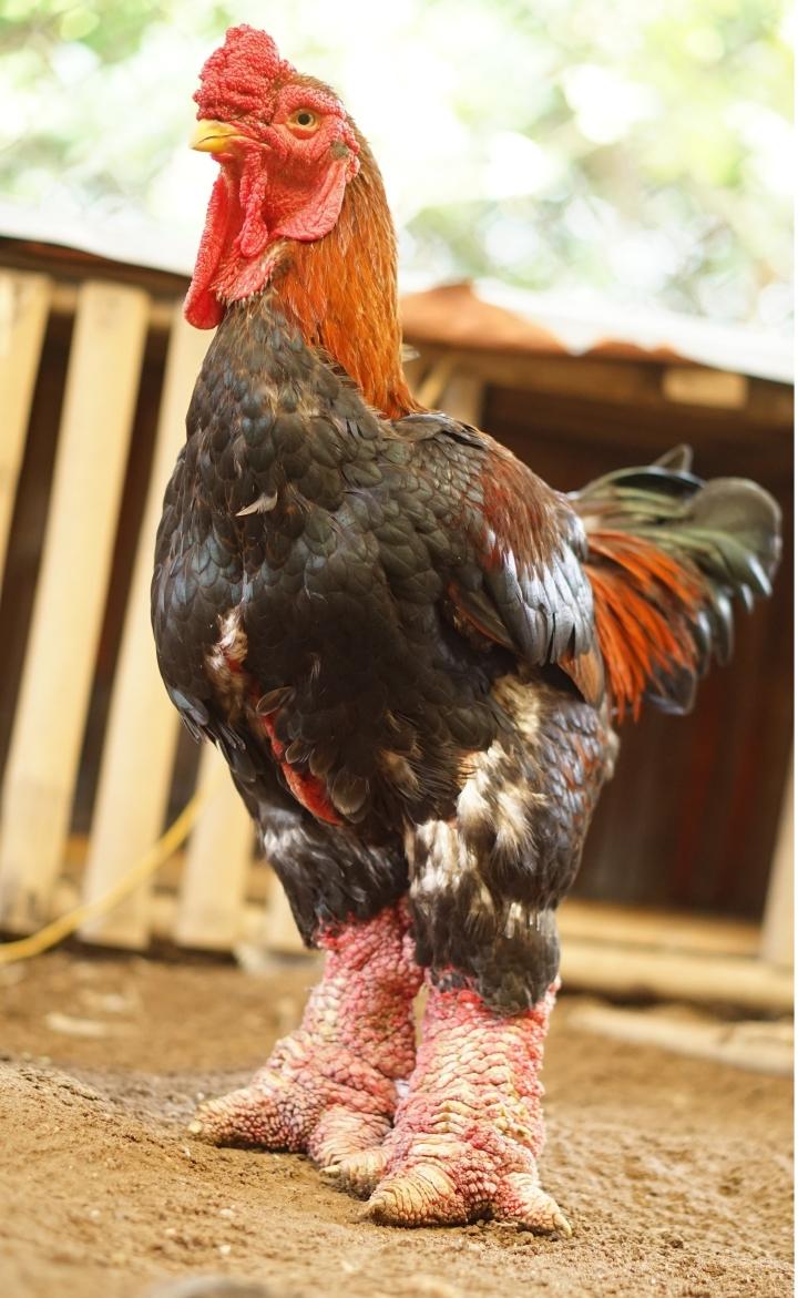 Những chú gà quý hiếm, độc nhất thế giới của Việt Nam - Ảnh 3.